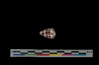 藏品(斑芋螺)的圖片